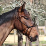 cheval-pur sang