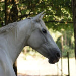cheval blanc nature jument