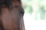 pourquoi le cheval