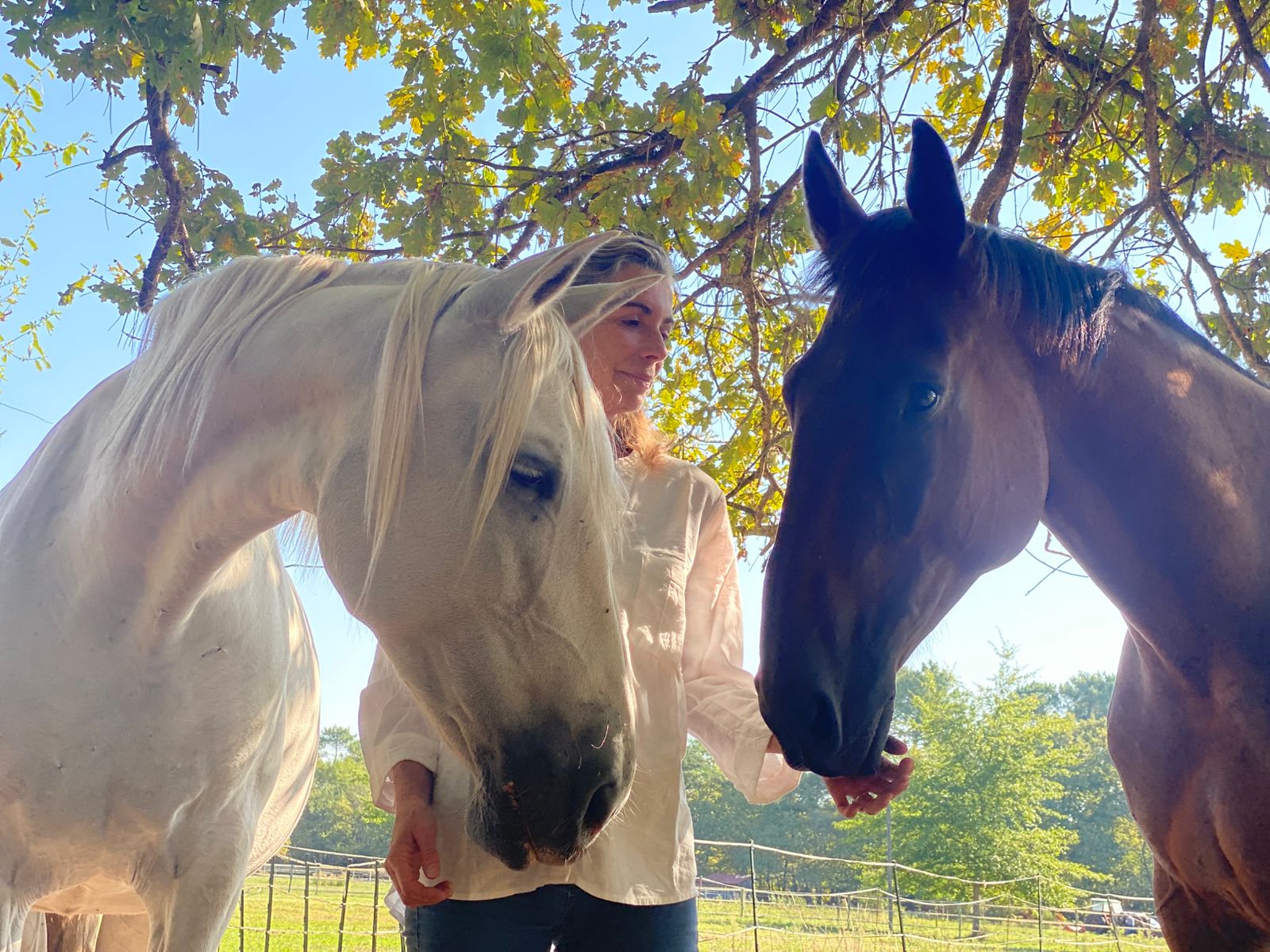 Pourquoi le cheval ?